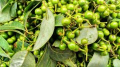 MT308 Natural citral
